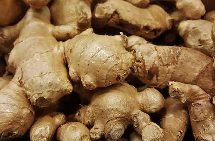 Ginger Cultivation