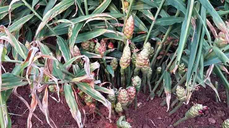 Ginger plant with buds