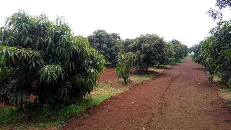 A clean mango farm