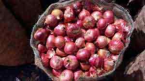 Onion storing