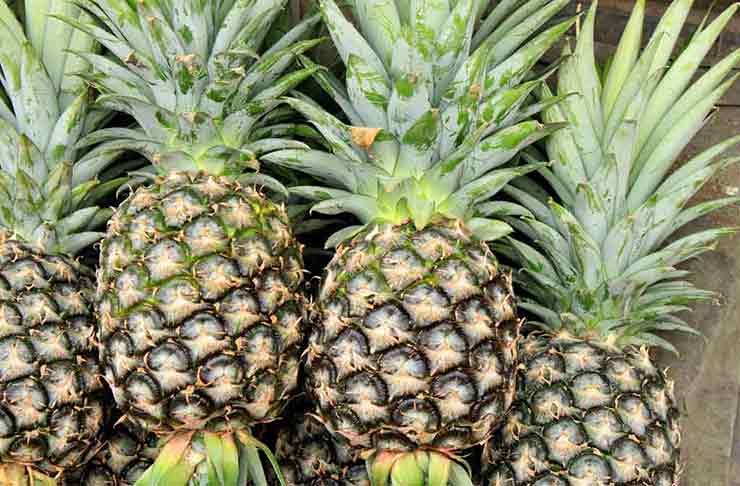 Pineapple Cultivation