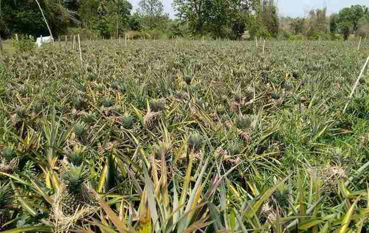 Pineapple farming