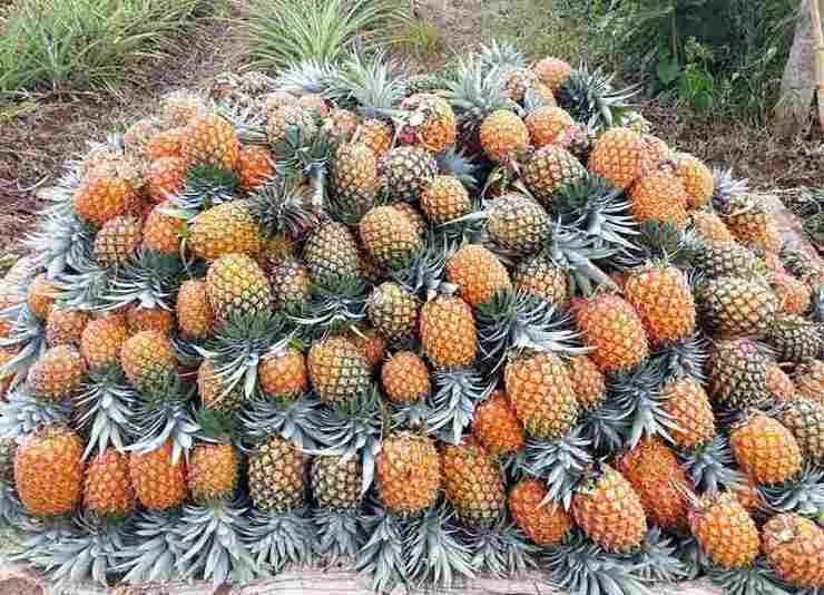 Harvest from pineapple plantation