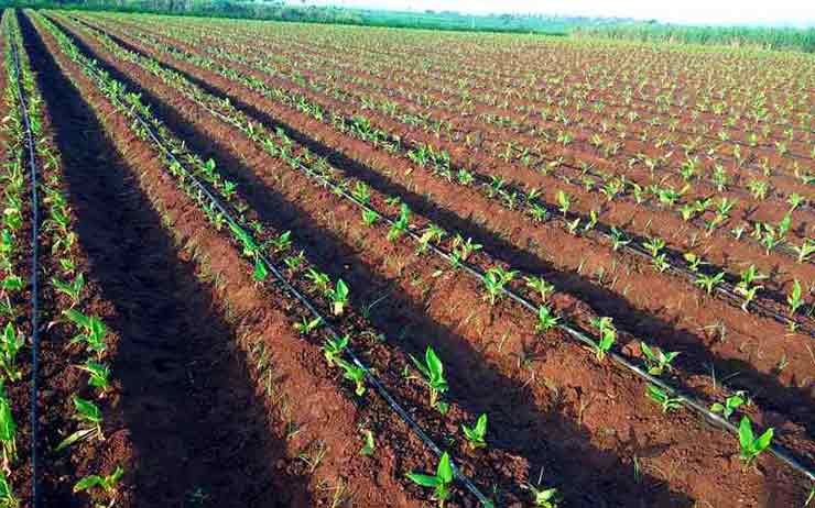 Turmeric cultivation in India