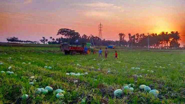 Harvesting from watermelon farm