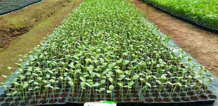 Watermelon seedlings