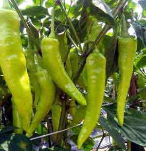 Green Chilli Crop