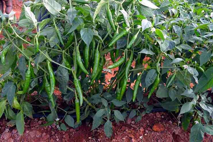 Chilli Cultivation