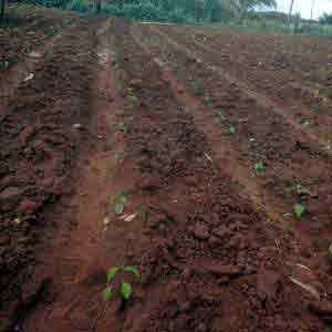 Chilli plantation