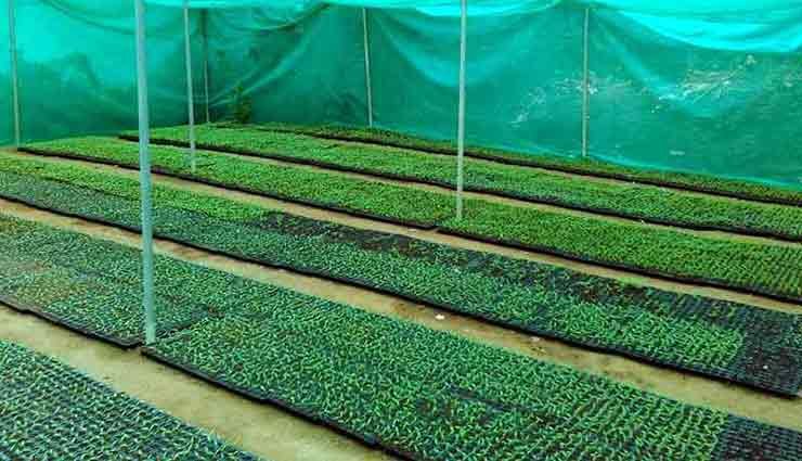 Chilli seedlings