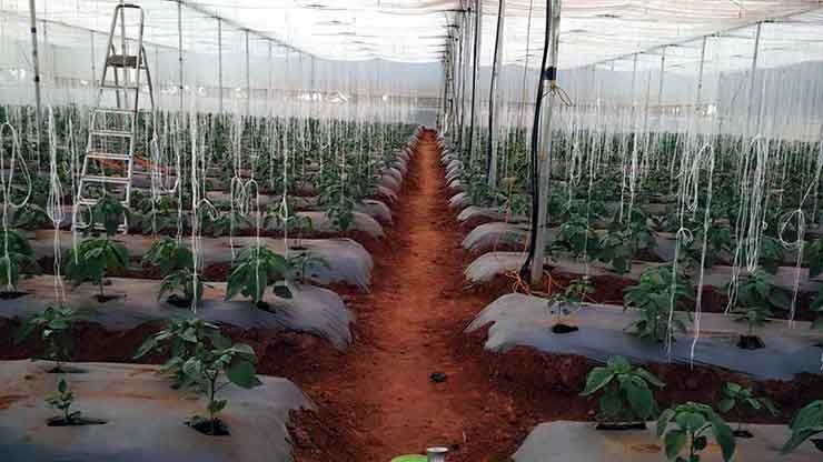 Greenhouse Farming