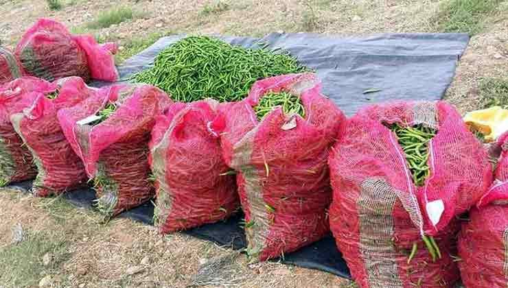 Harvested chili crop