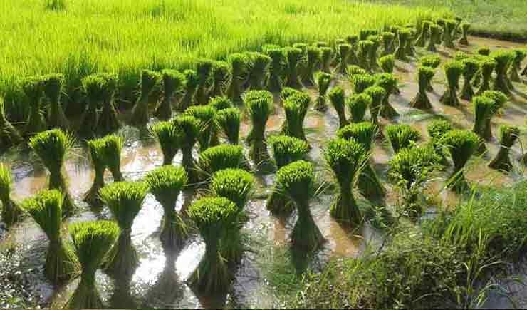 Paddy seedlings to be transplanted