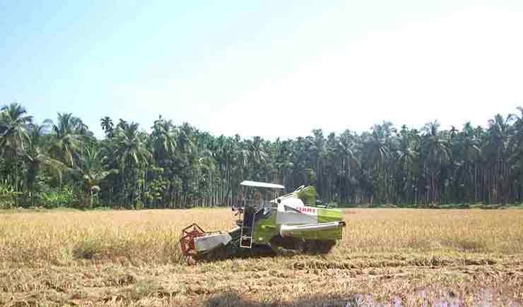 Rice crop harvesting