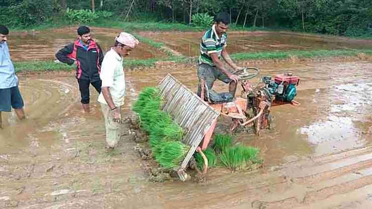 Planting rice using a rice transplanter 