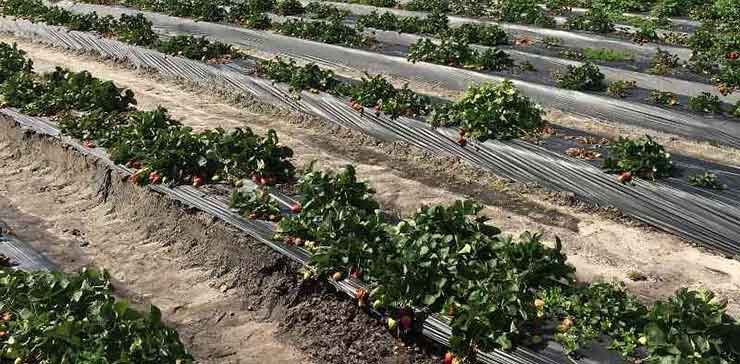 Strawberry cultivation with plastic mulching