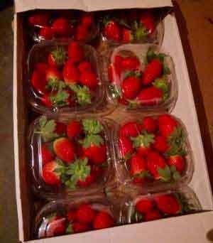 Strawberry packing