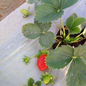 Strawberry plant