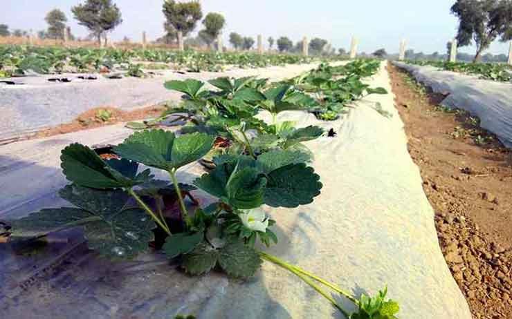 A strawberry plantation