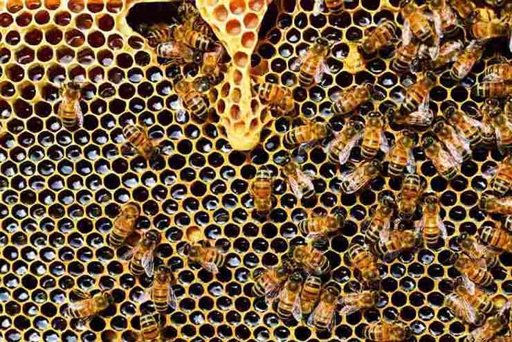 Beekeeping in India