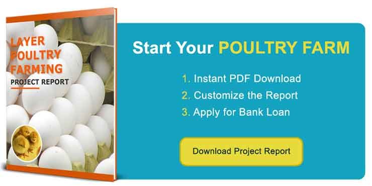 Download Layer Poultry Project Report
