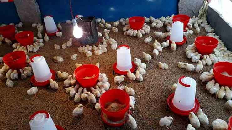 Small scale poultry farming in India