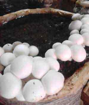 Button mushroom cultivation