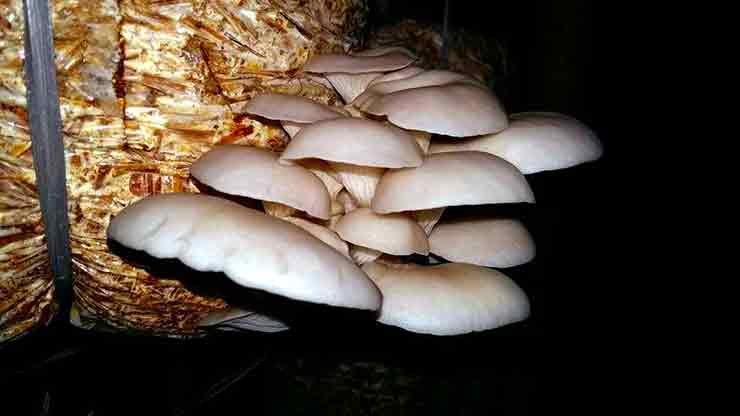 Mushroom Cultivation