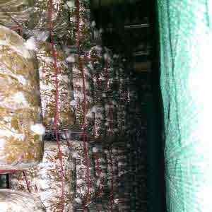 Mushroom farming