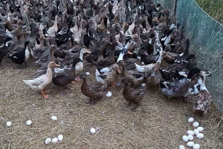 A duck farm in India