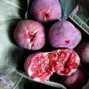 Harvested fig fruits