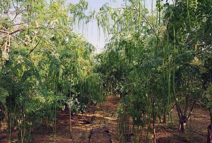 Drumstick farming in India