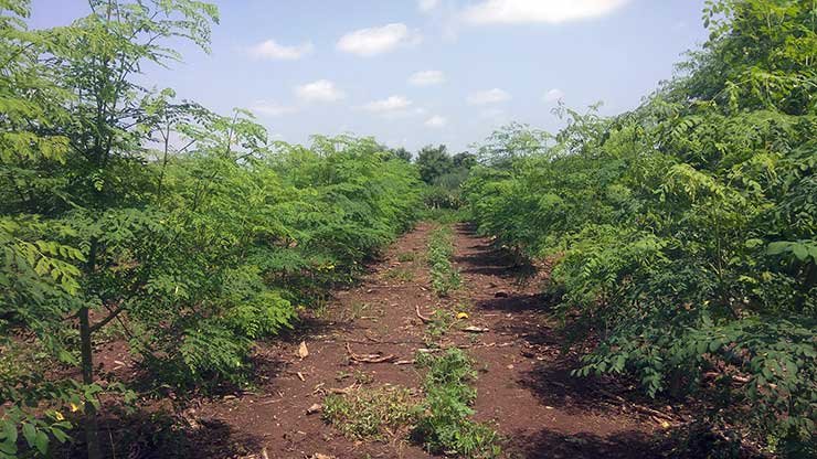 A moringa cultivation in India