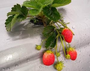 Growing strawberries