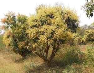 Flowering in Mango Tree Cultivation