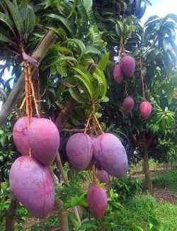 Mango Tree