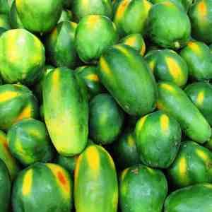 Harvest from papaya cultivation in India