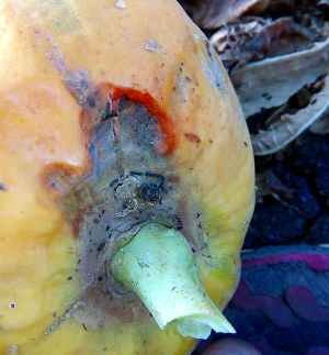 Disease in papaya plantation