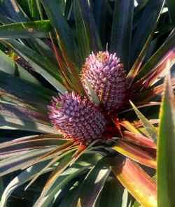 Fruits in pineapple cultivation