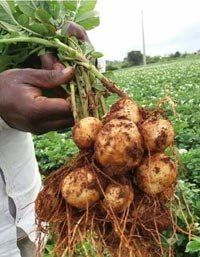 Fully Grown Potato Plant before Harvesting