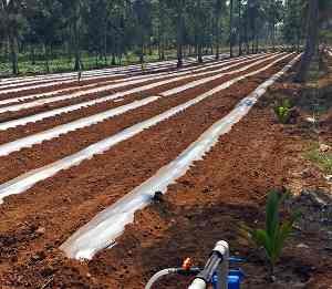 Land Preparation for Watermelon Farming