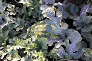 Watermelon Plant