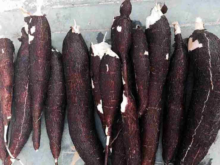 Cassava