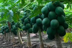 Papaya Cultivation in India