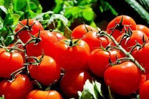 Tomato Crop