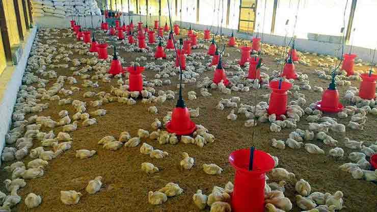 Poultry Farming