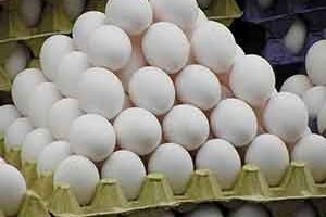 Eggs in Poultry Layer Farming