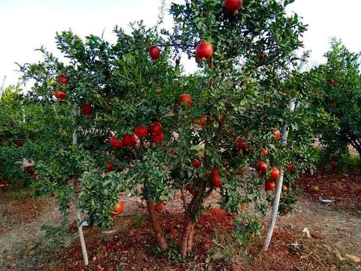 Pomegranate Cultivation