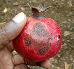 Pomegranate disease