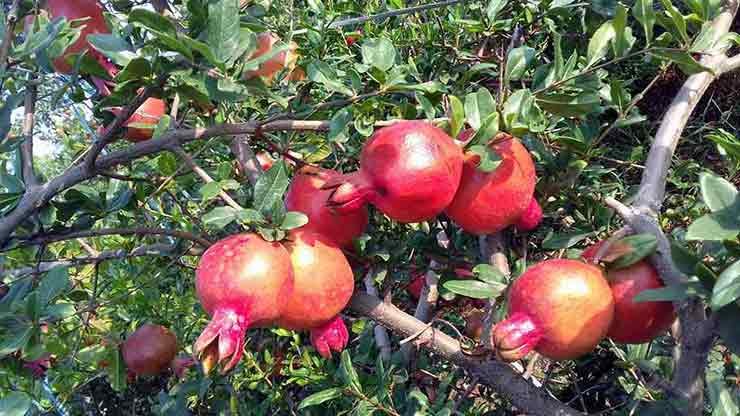 Pomegranate Farming